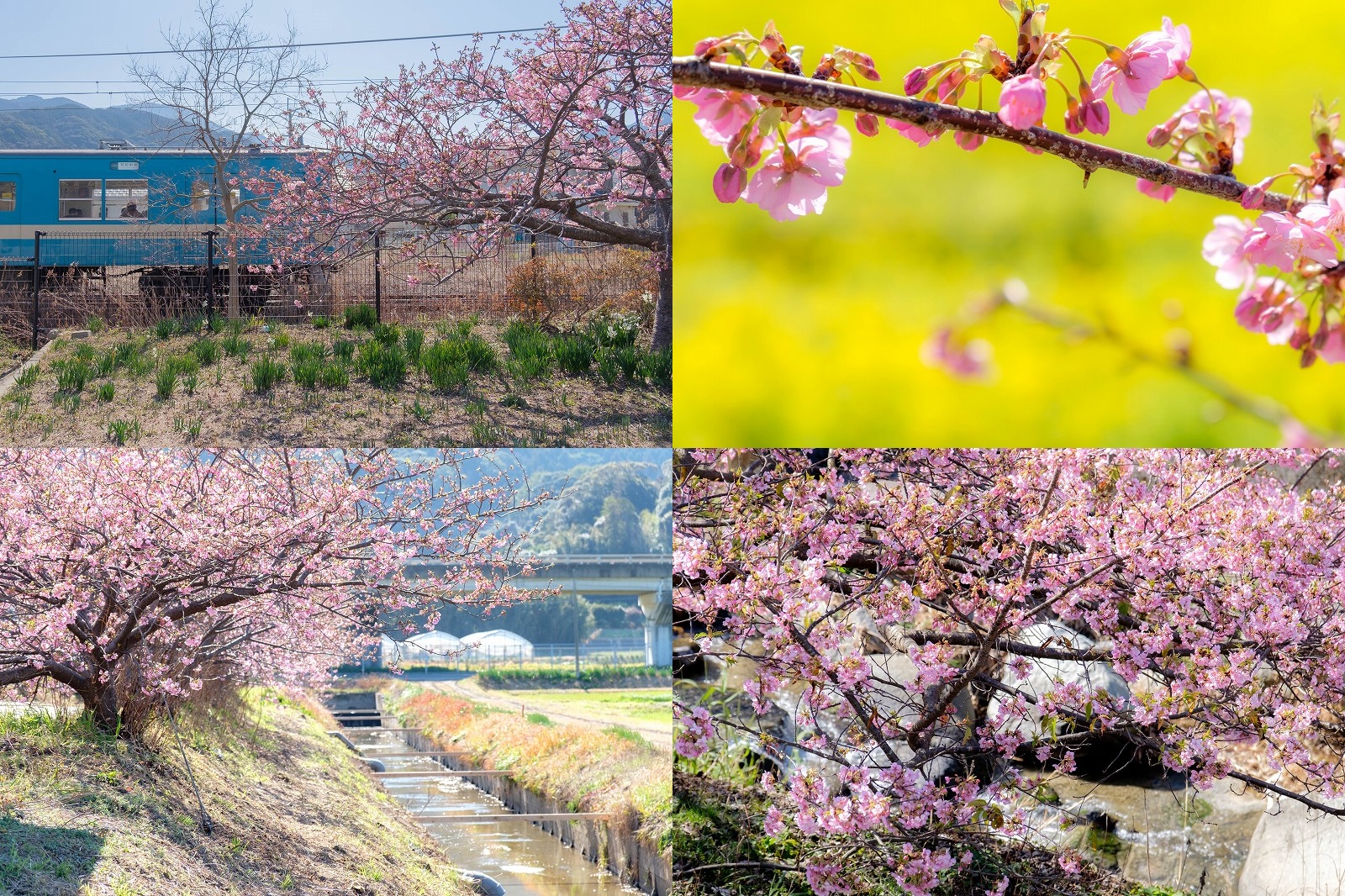 見頃間近！糸島・福吉の河津桜開花状況｜福吉駅・福ふくの里・福吉川【2026年2月18日撮影】