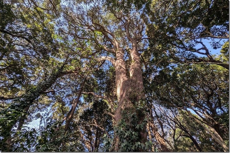 天然記念物のイヌマキの大木 織幡神社