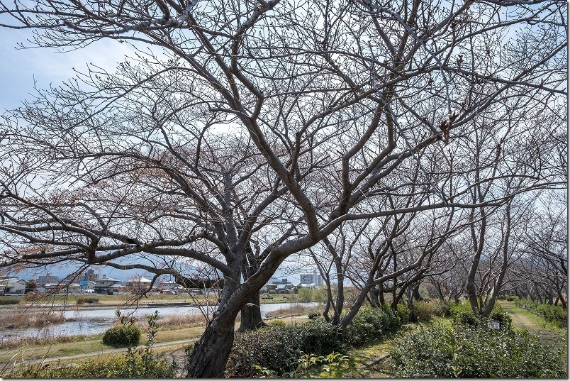 福岡市西区の室見川と桜並木 福岡市西区の室見川と桜並木