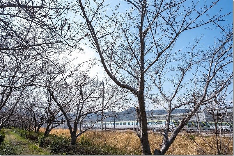 福岡市西区の橋本車両基地(福岡市営地下鉄)横の桜並木 福岡市西区の橋本車両基地(福岡市営地下鉄)横の桜並木