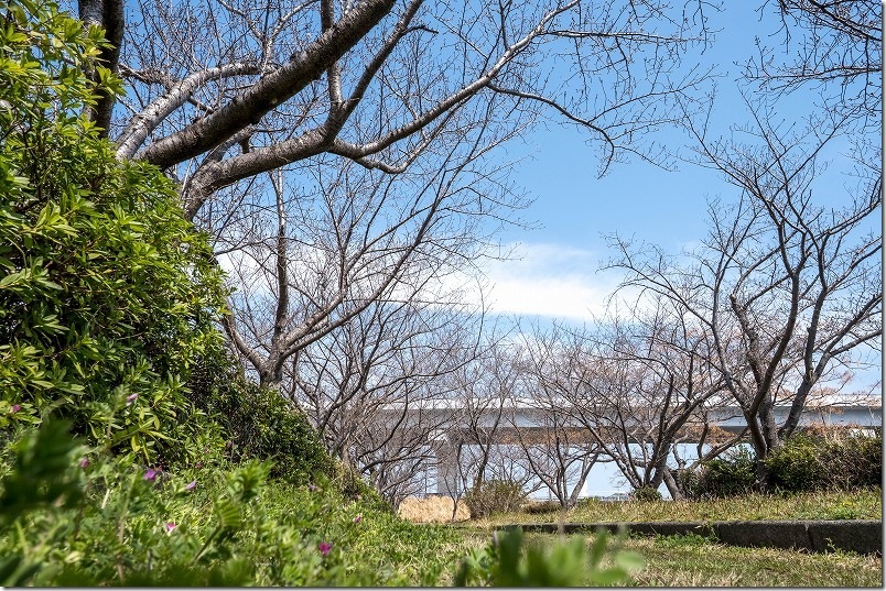 福岡市西区の橋本車両基地・室見川沿いの桜並木 福岡市西区の橋本車両基地・室見川沿いの桜並木