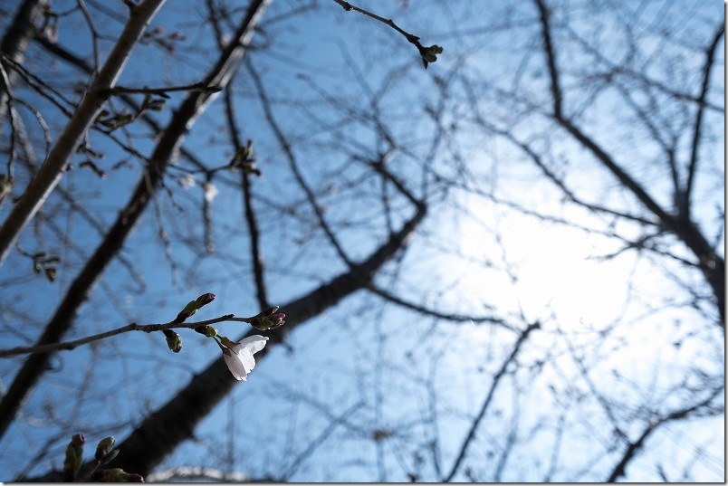 室見川・橋本車両基地の桜開花状況 【2026年3月26日】開花状況 室見川・橋本車両基地の桜開花状況 【2026年3月26日】開花状況