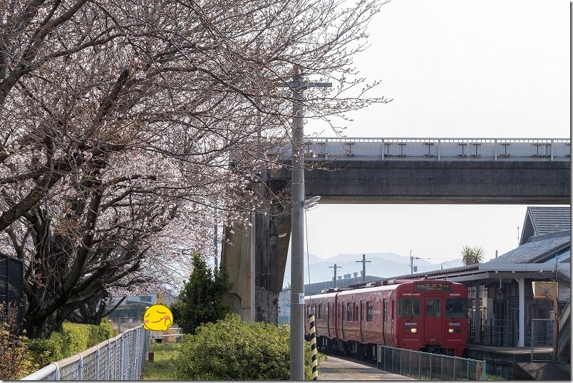 うきは駅のホームの桜と列車 うきは駅のホームの桜と列車