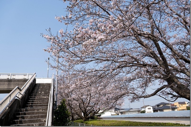 うきは駅のホームの桜 うきは駅のホームの桜