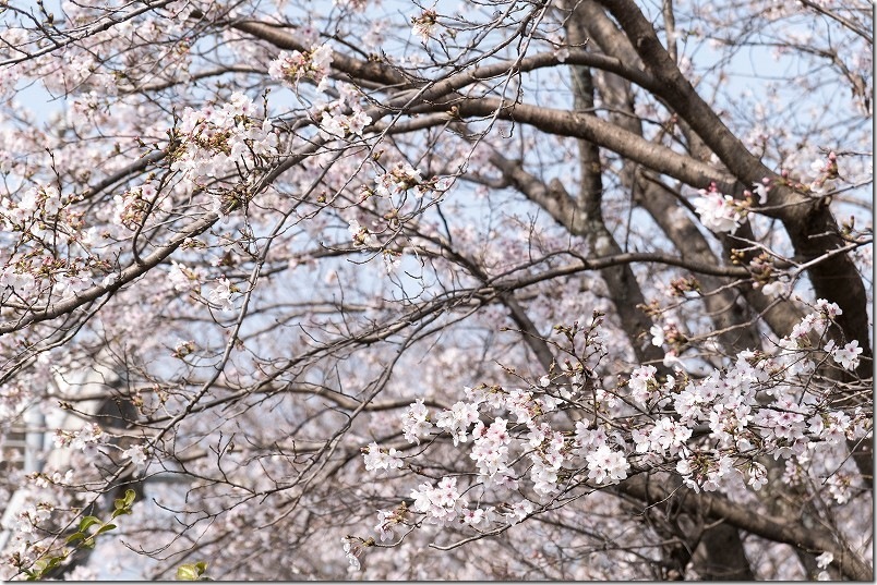 うきは駅の桜、開花状況 うきは駅の桜、開花状況
