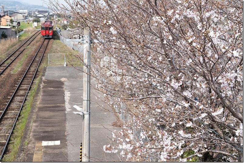 うきは駅の桜、開花状況(跨線橋の上から赤い列車と桜) うきは駅の桜、開花状況(跨線橋の上から赤い列車と桜)