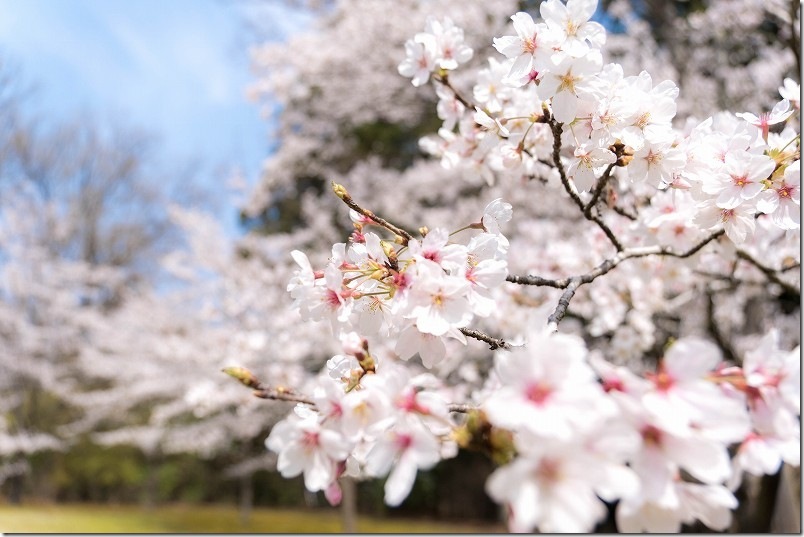 いいちこ日田蒸留所「春の蔵開き 2026」満開の桜。芝生広場横