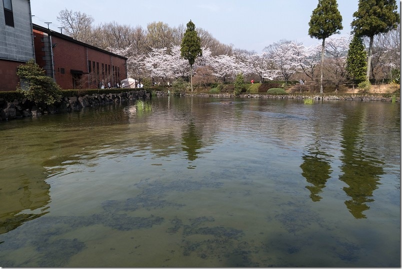 日田蒸留所 春の蔵開きで見れた綺麗な池と桜並木・レンガの工場