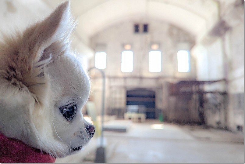 針尾送信所 犬連れで再訪問(電信室跡の中も抱っこで犬OK) 針尾送信所 犬連れで再訪問(電信室跡の中も抱っこで犬OK)