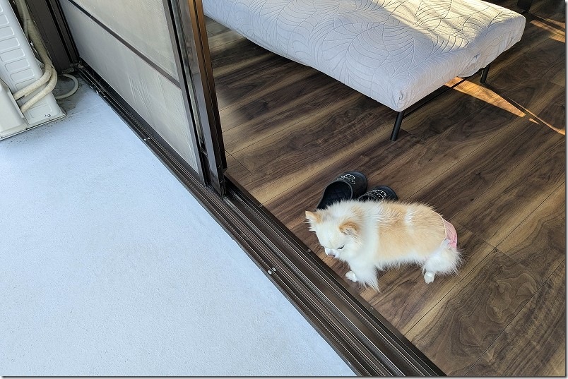 【犬と泊まれる宿】長崎川棚町「KawanTanyanの宿」のテラス