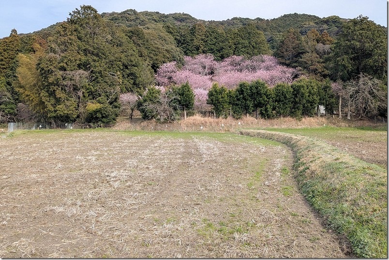 初御代桜へ向かう道沿いから撮影 初御代桜へ向かう道沿いから撮影