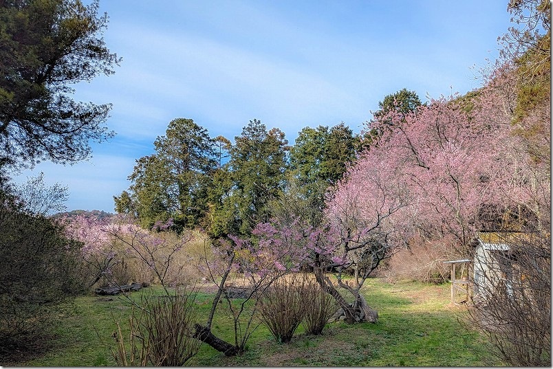 柵の外から初御代桜を鑑賞 那珂川 柵の外から初御代桜を鑑賞 那珂川