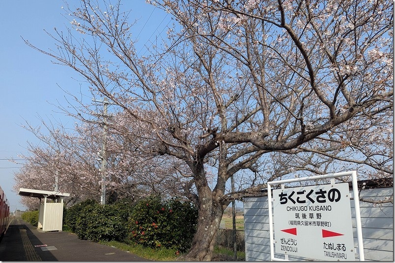 筑後草野駅の桜|開花状況 筑後草野駅の桜|開花状況