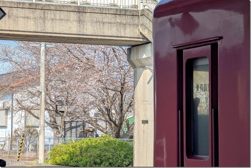 うきは駅の桜|開花状況(列車と桜) うきは駅の桜|開花状況(列車と桜)