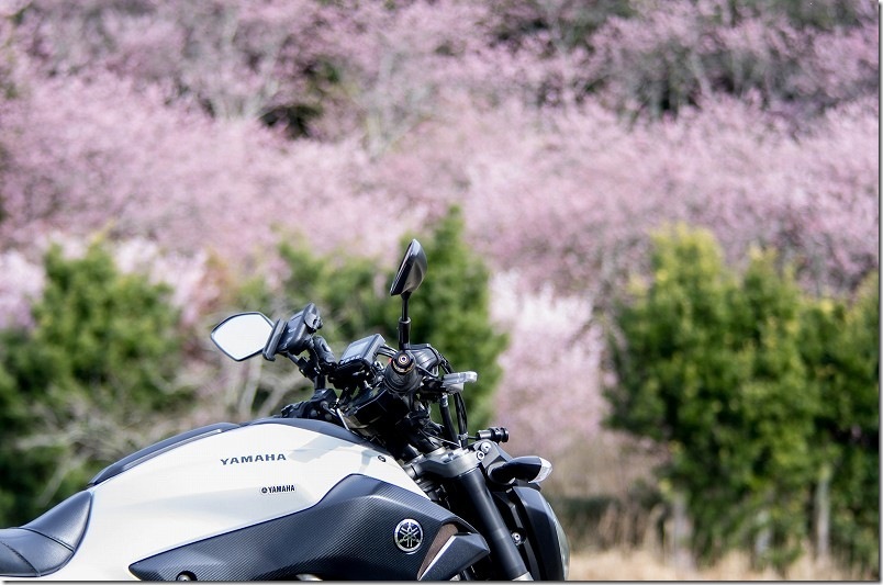 那珂川の初御代桜が満開 2026年(バイクで立ち寄る) 那珂川の初御代桜が満開 2026年(バイクで立ち寄る)