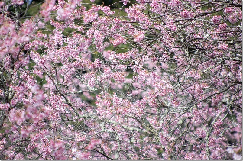 望遠レンズで満開の初御代桜を撮影 柵越しに撮影 那珂川2026年 望遠レンズで満開の初御代桜を撮影 柵越しに撮影 那珂川2026年