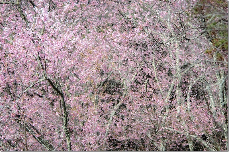 那珂川市 初御代桜 2026年 満開の様子 那珂川市 初御代桜 2026年 満開の様子