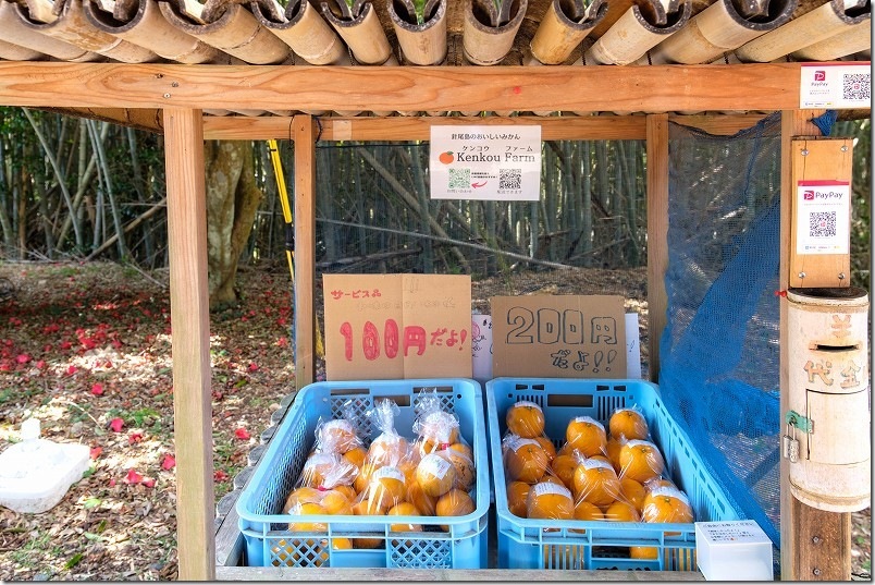 針尾送信所 犬連れで再訪問(針尾島みかん農園「KenkouFarm」の甘夏が100円、200円で安く売られてました) 針尾送信所 犬連れで再訪問(針尾島みかん農園「KenkouFarm」の甘夏が100円、200円で安く売られてました)