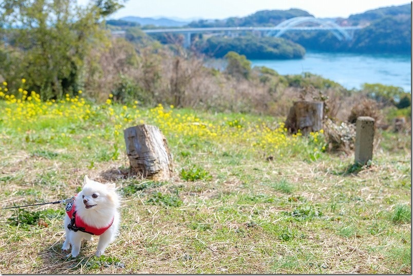 針尾送信所 犬連れで再訪問(3号棟の裏で西海橋と菜の花と犬の写真撮影) 針尾送信所 犬連れで再訪問(3号棟の裏で西海橋と菜の花と犬の写真撮影)