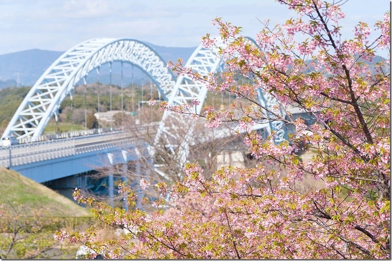 新西海橋と河津桜