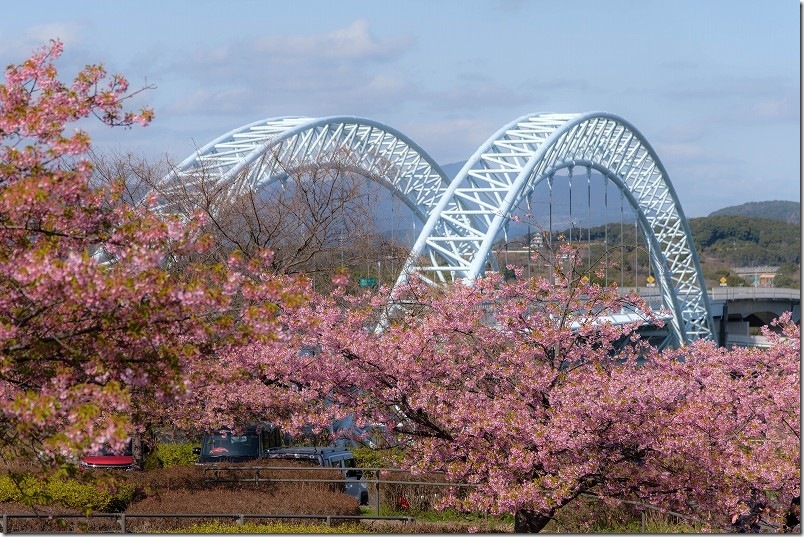 新西海橋と河津桜