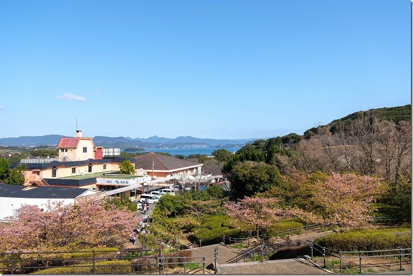 3月上旬の西海橋 河津桜の丘