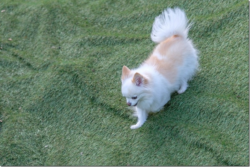 長崎県川棚町「KawanTanyanの宿」のドッグランを楽しむ犬（チワワ・こむぎ）