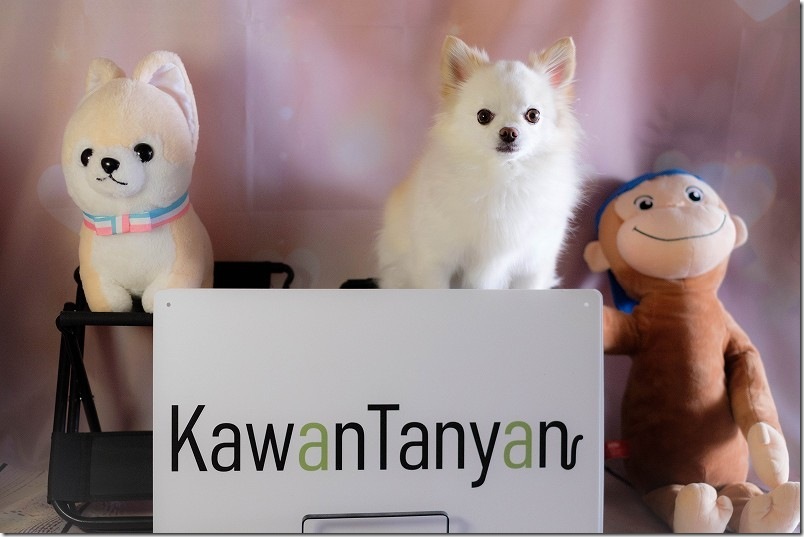 KawanTanyanの宿 撮影スタジオ（フォトスポット）とチワワ・こむぎ