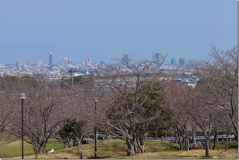 西油山中央公園の桜並木【福岡市早良区】 西油山中央公園の桜並木【福岡市早良区】