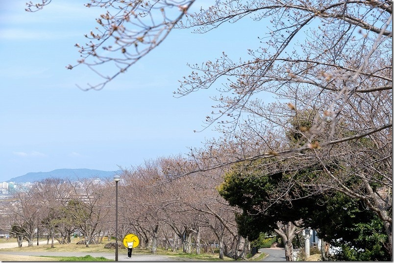 西油山中央公園の遊歩道沿いの桜並木【福岡市早良区】 西油山中央公園の遊歩道沿いの桜並木【福岡市早良区】