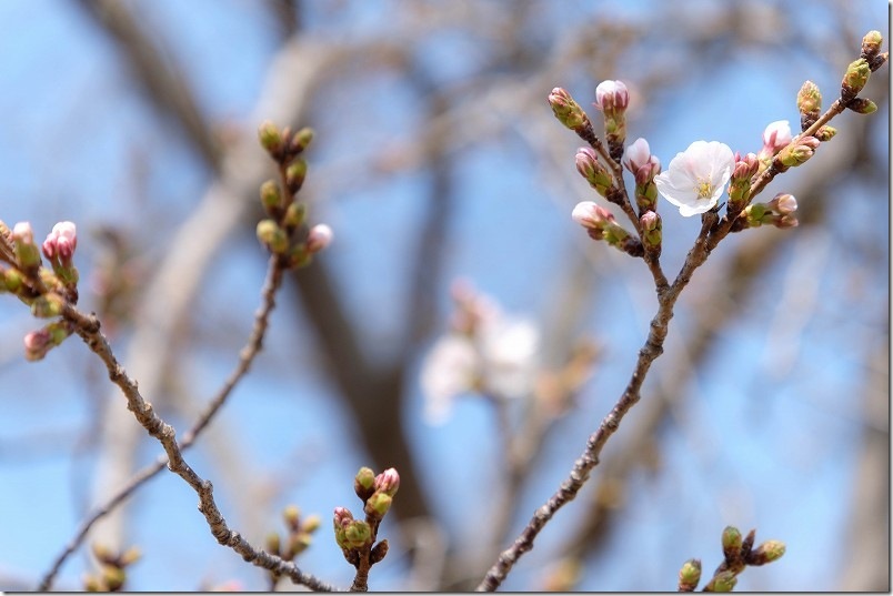 西油山中央公園の桜 開花状況 3/26時点 西油山中央公園の桜 開花状況 3/26時点