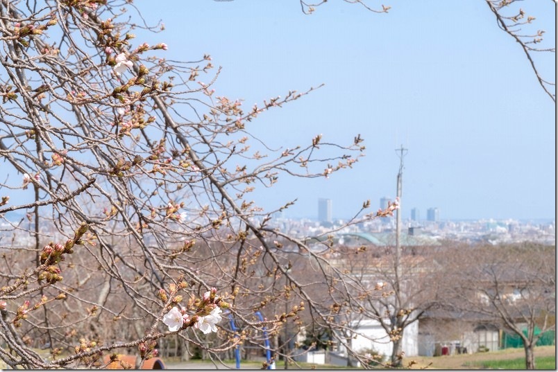 西油山中央公園の桜 開花状況 3/26時点 西油山中央公園の桜 開花状況 3/26時点