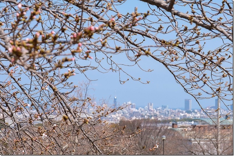 西油山中央公園の桜 開花状況 3/26時点|福岡タワーと桜 西油山中央公園の桜 開花状況 3/26時点|福岡タワーと桜