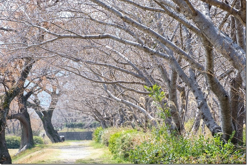 室見川・橋本車両基地の桜開花状況 【2026年3月26日】開花状況 桜並木 室見川・橋本車両基地の桜開花状況 【2026年3月26日】開花状況 桜並木