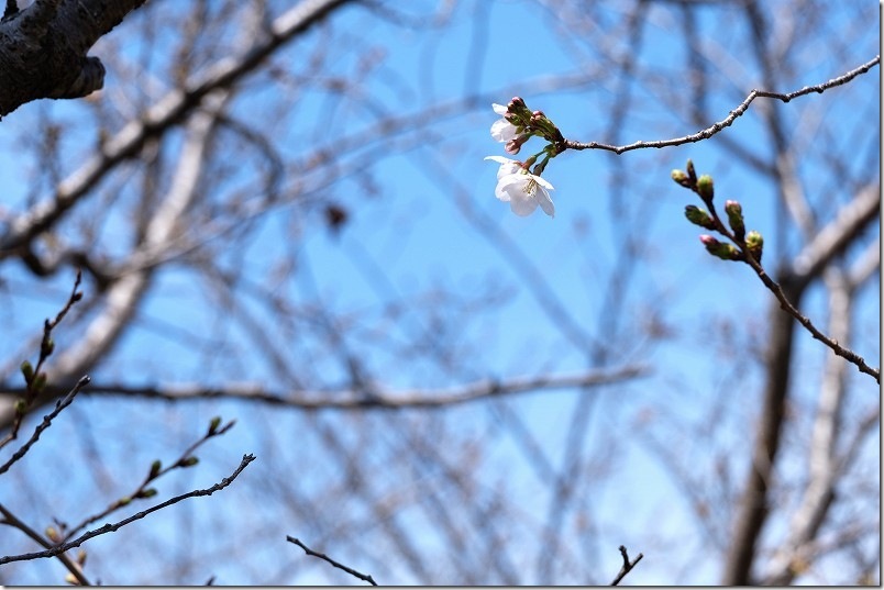 室見川・橋本車両基地の桜開花状況 【2026年3月26日】開花状況 室見川・橋本車両基地の桜開花状況 【2026年3月26日】開花状況