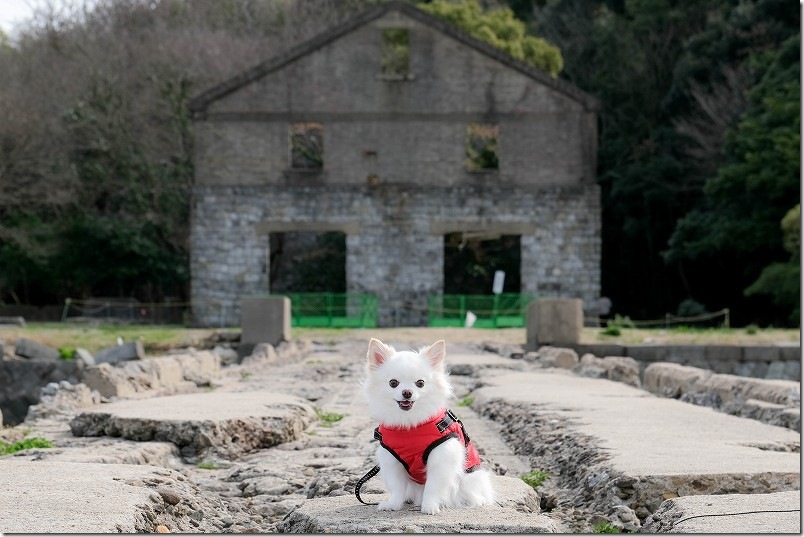 片島魚雷発射試験場跡（片島公園） 魚雷発射試験場跡で犬（こむぎ・チワワ）と記念撮影