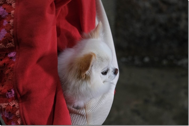 長崎県佐世保市にある無窮洞は犬連れでOK。ペットスリングを使用