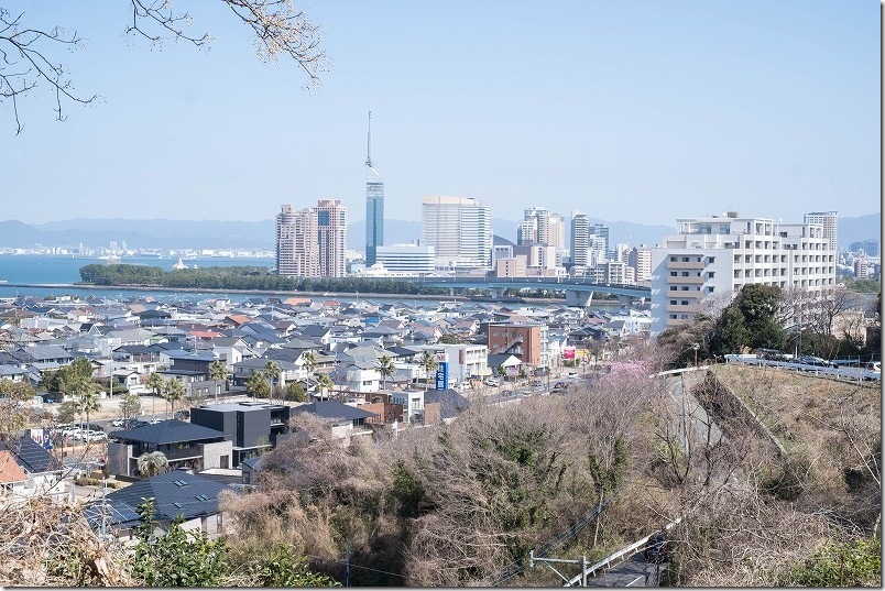 愛宕神社 高台から見た河津桜と福岡タワーや博多湾の海(福岡市西区) 愛宕神社 高台から見た河津桜と福岡タワーや博多湾の海(福岡市西区)