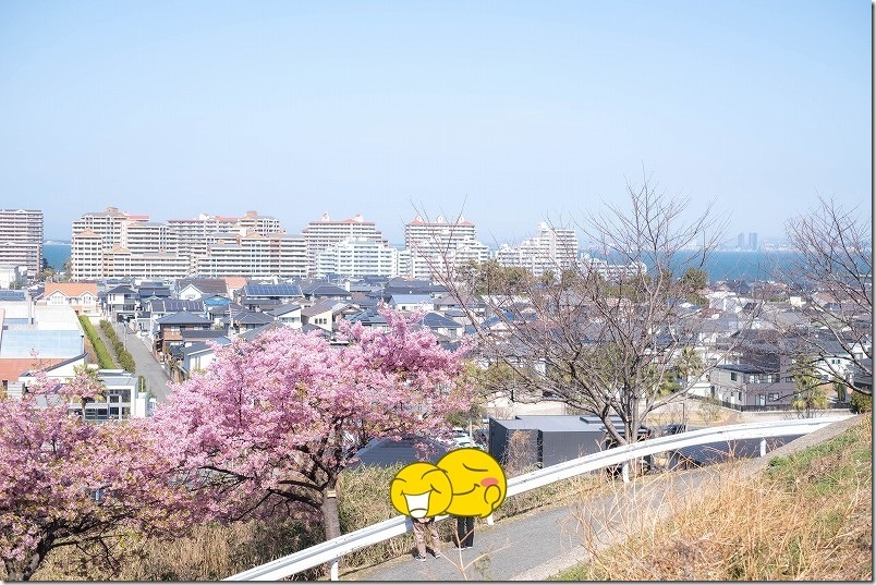 愛宕神社の河津桜へ到着【3月初旬の開花状況】 福岡市西区 愛宕神社の河津桜へ到着【3月初旬の開花状況】 福岡市西区