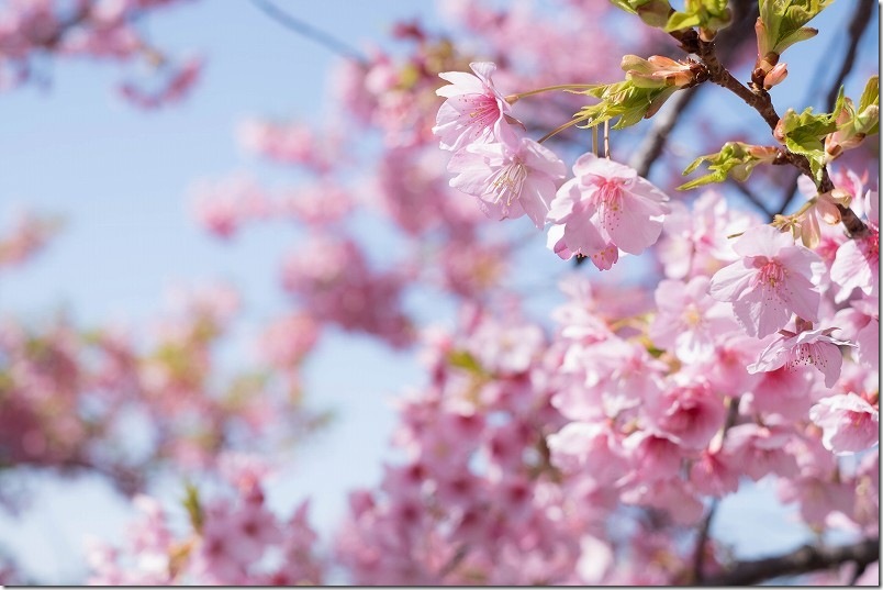 愛宕神社の河津桜へ到着【3月初旬の開花状況】 福岡市西区 愛宕神社の河津桜へ到着【3月初旬の開花状況】 福岡市西区
