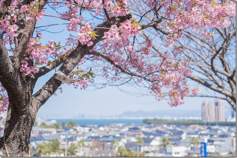 愛宕神社の河津桜へ到着【3月初旬の開花状況】 福岡市西区 愛宕神社の河津桜へ到着【3月初旬の開花状況】 福岡市西区