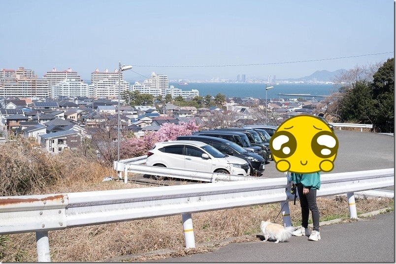 愛宕神社 高台から見た河津桜と博多湾の海(福岡市西区) 愛宕神社 高台から見た河津桜と博多湾の海(福岡市西区)