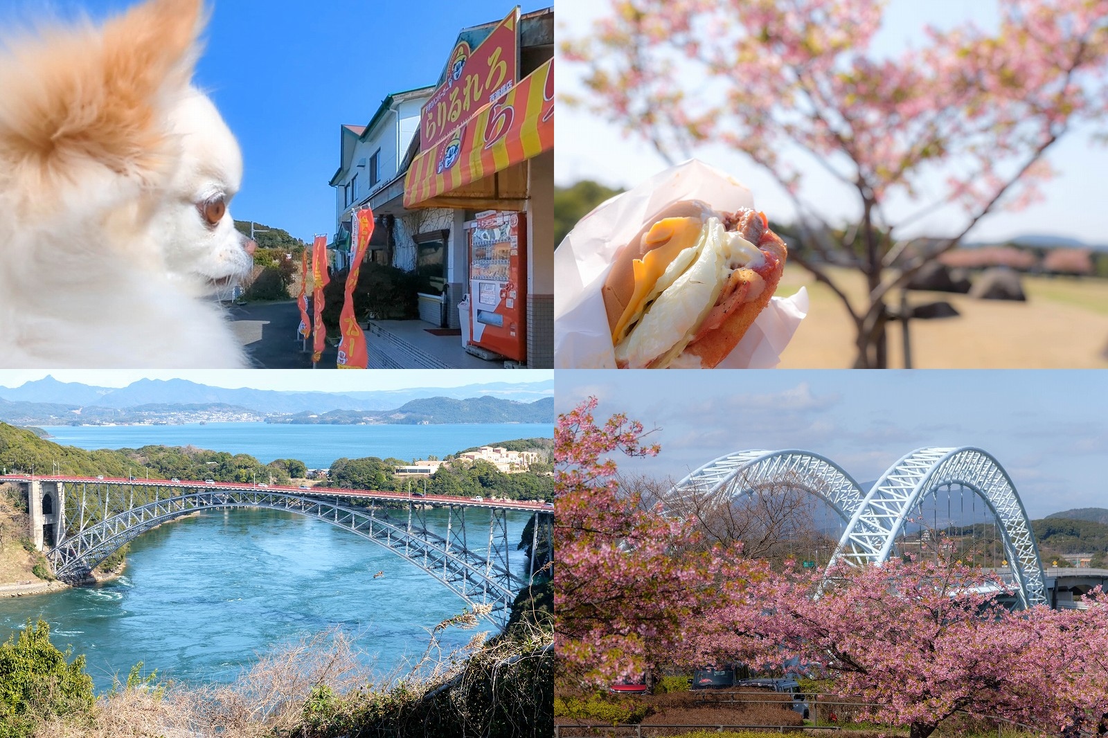 【西海橋公園】犬と散策｜西海の丘展望台と河津桜の丘・佐世保バーガーピクニック！