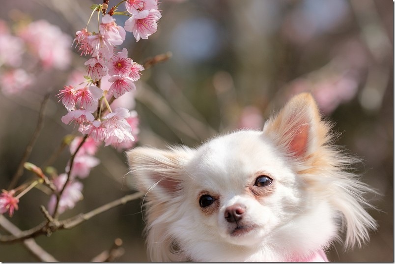 一般公開されていた時の初御代桜(犬連れで訪問) 一般公開されていた時の初御代桜(犬連れで訪問)
