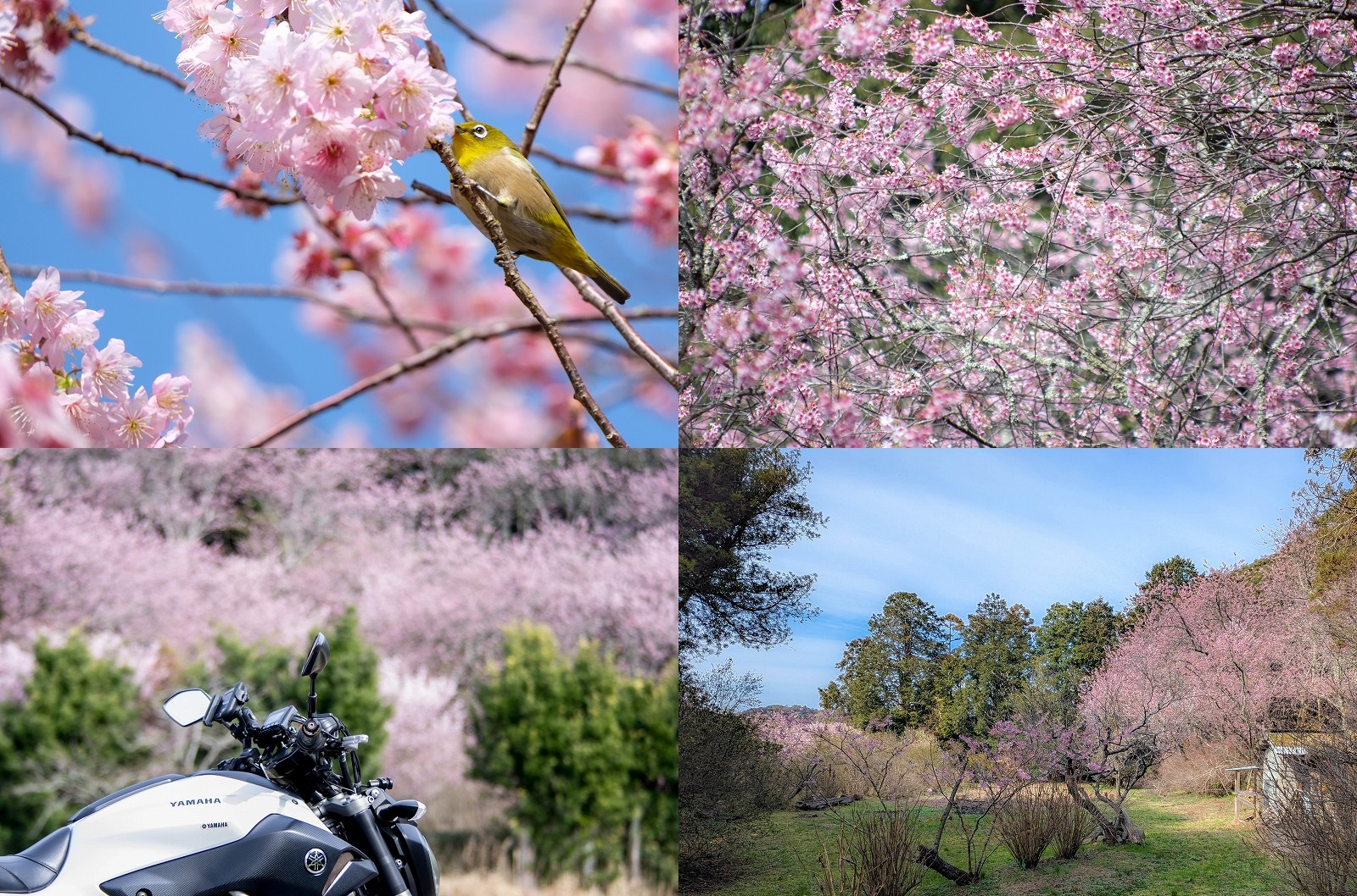 【2026年】那珂川「初御代桜」が満開！今年も閉園中で立ち入り禁止？柵の外から鑑賞レポ