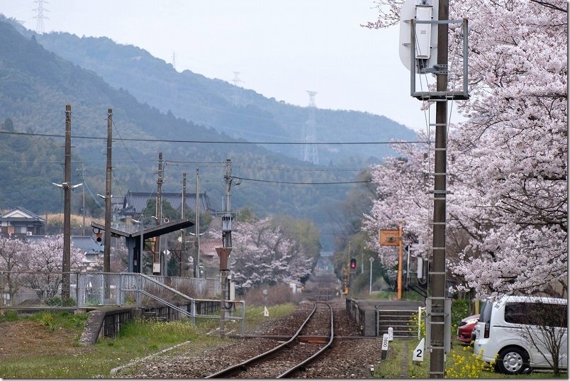 田川方面の踏切から採銅所駅のまっすぐ伸びる線路と満開の桜、撮影スポット