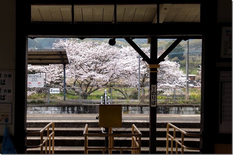 採銅所駅の改札口からホームの桜