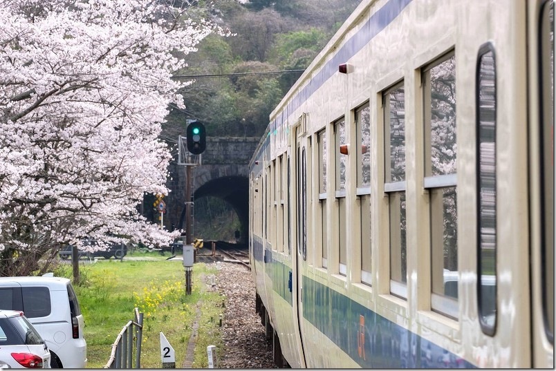 採銅所駅の田川方面のホーム端からから撮影。桜と列車とトンネル