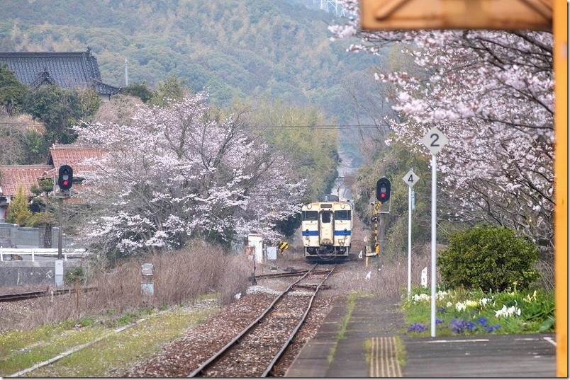 採銅所駅の田川方面のホーム端からから撮影。桜と列車