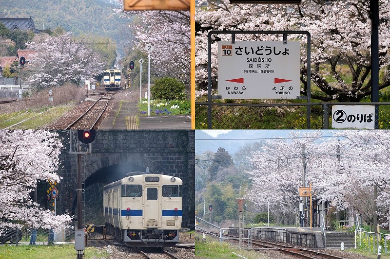 【2026年】採銅所駅の桜開花状況｜満開の桜と列車が映える無人駅（福岡県香春町）